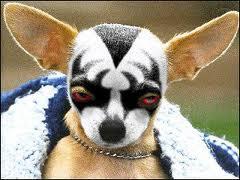 gene simmons on a chihuaha.jpg